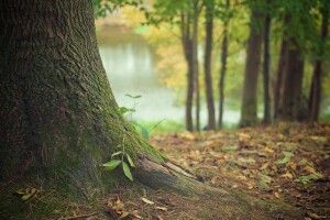 На Рівненщині жінка знайшла гриб, який заважив майже два кілограми (Фото)
