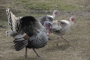 В Україні зростатиме споживання м’яса індиків