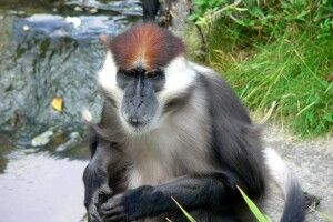 У рівненського мангобея тепер дві дружини: «німкеня» та «полька» (Фото)