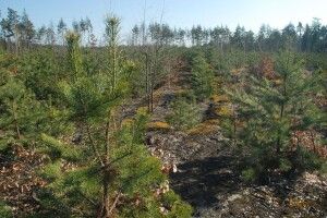 На Волині від знищення врятували 35 гектарів дерев