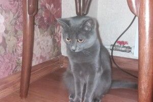 Лучан просять допомогти в пошуках вусатої Соні (фото)