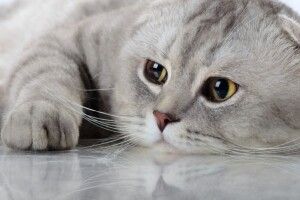 Через невідому хворобу в Польщі почали масово хворіти і гинути коти