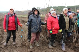 Найбільший на Волині вишневий сад уже вкорінюється на Горохівщині