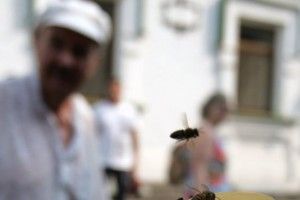 У Дніпрі шершні вбили людину