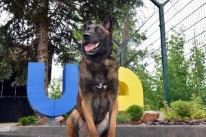 Фарс на варті кордону: волинський прикордонник показав свого чотирилапого напарника