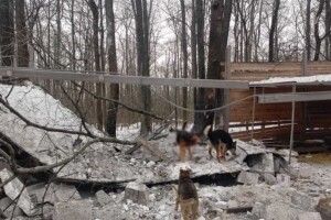 Орки обстріляли в Харкові притулок для тварин: загинули 5 собак (Фото 18+)