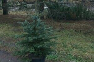 Понад 70 тисяч ялинок планують реалізувати лісівники Волині