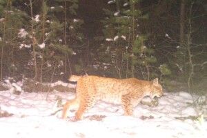 Рисі обрали Полісся