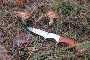 Чи безпечні волинські гриби та ягоди?