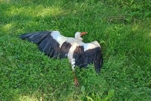 На Шацьких озерах на Волині врятували лелеку, збитого на дорозі