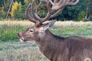 На Поліссі шукають водія-втікача, який збив оленя Бориса 