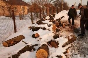 У Луцьку оштрафують чоловіка, який скинув дрова на узбіччі