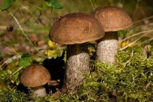 У Камінь-Каширському та Маневицькому районах Волині гриби аж світяться від радіації
