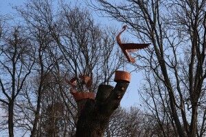 У місті на Волині на деревах з’явилися журавлі (Фото)
