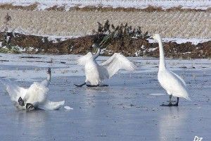 Завтра зранку в Луцьку прогнозують грандіозний «сра**пад»