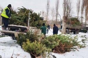 Розвага для ведмедів: в Луцький звіринець почали звозити новорічні ялинки
