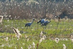 На Чортовому болоті Цуманської пущі – сезон журавлиних весіль