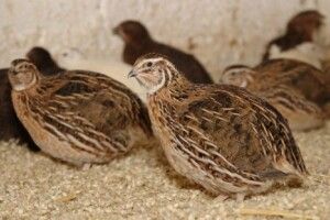 Україна може стати світовим лідером з виробництва продукції перепільництва