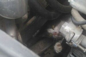 Рятувальники прийшли на допомогу котиську, який застряг у моторному відсіку автомобіля