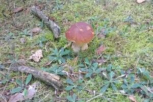 Озброєний ножем волинянин влаштував облаву на білих під Брунетівкою (Фото)
