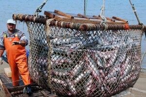 За роки незалежності вилов риби в Україні скоротився майже у 13 разів