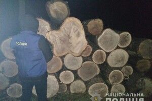Викрили організовану злочинну банду, яка вирубувала українські ліси: до її складу входили високопоставлені лісівники (Фото)