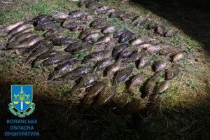 Незаконно наловив риби майже на мільйон гривень: волинянин постане перед судом