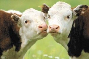 Понад 5 тисяч волинян отримали дотацію за вирощування худоби