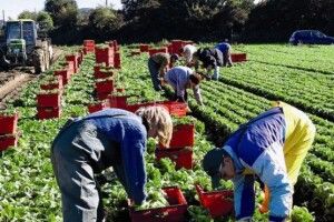 Латвійські фермери терміново потребують українських заробітчан