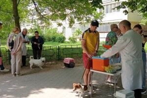 У Луцьку стартувала безплатна вакцинація собак і котів від сказу: графік по районах