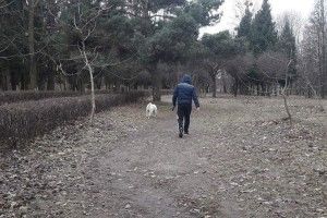 Два адмінпротоколи - за неправильне поводження з домашніми улюбленцями склали муніципали