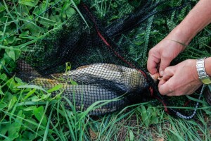 В Україні для любителів-рибалок впровадять рибальський квиток