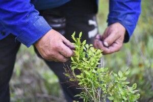 У заготівельників чорниць просять бути шанобливими до лісу, а у влади -- уважними до заготівельників