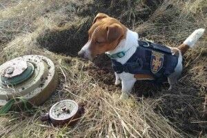 Сьогодні на Волині презентують марку «пес Патрон». Де саме