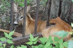 Косулю, яка застрягла в паркані, звільняли зооволонтери (Відео. Фото)