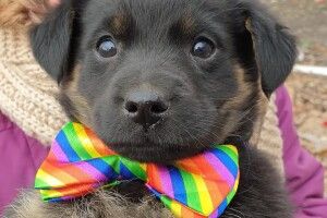 Лапуля з бантиком шукає серед волинян свою Людину (Фото)