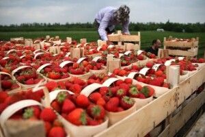 Українських заробітчан обманюють у Польщі: як не стати жертвою шахраїв