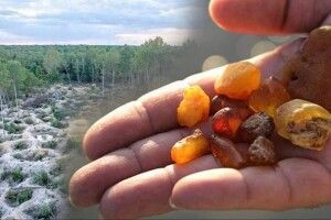На Волині засудили бурштинокопача із Рівненщини