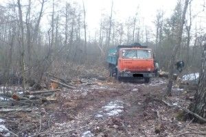 Біля кордону з Білоруссю затримали лісорубів