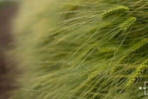 Через дощі на українських ланах вилягають посіви пшениці та ячменю