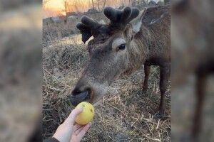 Зміг підвестися і піти: що відомо про стан оленя Бориса після важкої ДТП на Рівненщині 