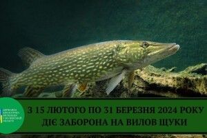Щоб карась не дрімав: на Волині не можна буде ловити щуку