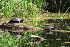 Болотяні черепахи Цуманської пущі відсвяткували свій день (фото)