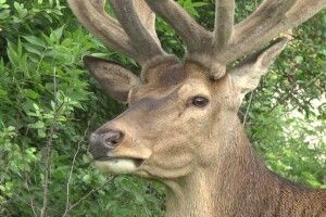 Роблять уколи: в якому стані олень Борис з Рівненщини, якого збила машина (Відео)