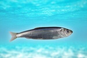 ЄС збирається скоротити вилов більшості видів промислової риби в Балтійському морі