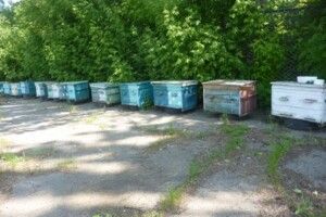 Замість сторожових псів — пильні та злі бджоли!