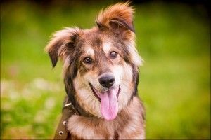 Бійці ДСНС врятували пса, який застряг у надто вузькій щілині