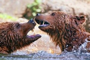 Озвіріли від спеки: у Румунії ведмеді побилися за порцію морозива