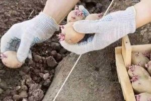 Секрети вирощування картоплі від міжнародного подружжя