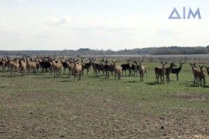Як у селі на Волині розвивається перша в Україні оленяча ферма (Фото)